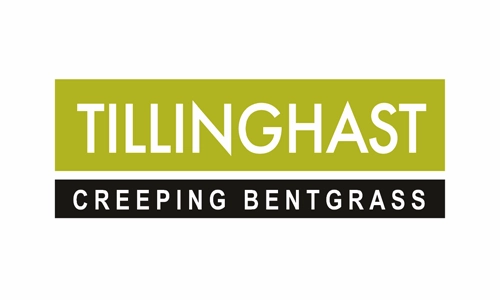 Tillinghast Creeping Bentgrass
